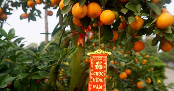 Quất cảnh 40 triệu đồng một cây bán Tết ở Sài Gòn