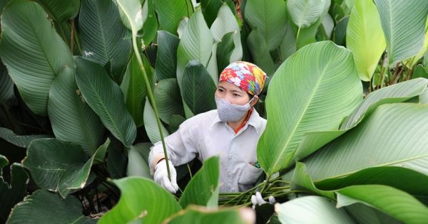 Về thủ phủ lá dong lớn nhất Hà Nội xem người dân 