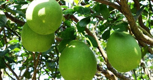 Vĩnh Long: Vùng Bưởi Năm Roi tấp nập, nhà vườn kiếm trăm triệu tiêu Tết