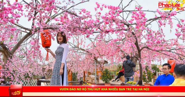 Vườn đào nở rộ thu hút khá nhiều bạn trẻ tại Hà Nội