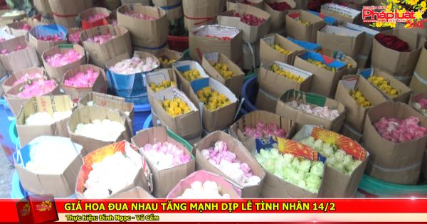 Giá hoa hồng tăng vọt dịp lễ tình nhân 14/2