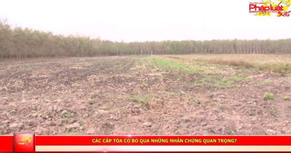 Huyện Tân Châu – Tây Ninh: Các cấp tòa có bỏ qua những nhân chứng quan trọng?