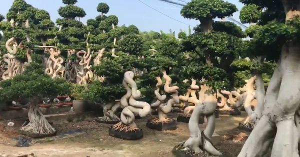 Đi thăm vườn cây đẹp như trong mơ ngoài đời thực