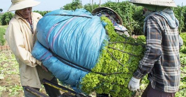 Điểm báo 27/02/2018; Đau với rau 1.000 đồng dân dùng cho bò ăn; Đề xuất chính thức cấm Uber, Grap trên 11 tuyến phố Hà nội