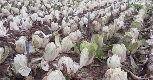 Điểm báo 08/03/2018: Rau xanh rớt giá, nông dân để rau chết già, thối rữa tại ruộng; Lùm xùm ở dự án Discovery 302 Cầu Giấy