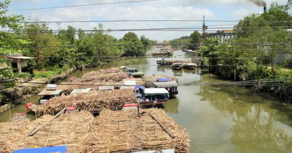 Trà Vinh: Mía cháy, nhà máy chậm thu mua, nông dân thiệt hại nặng