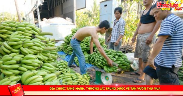 Giá chuối tăng mạnh, thương lái Trung Quốc về tận vườn thu mua