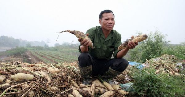 Điểm báo 15/03/2018: Không người mua, nông dân ngậm ngùi vứt bỏ hàng trăm tấn củ cải; Nát lòng đưa con trẻ đi phá thai