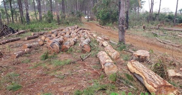 Đắk Nông: Chủ tịch xã nhận cả trăm triệu “bảo kê” phá hàng trăm gốc thông cổ thụ