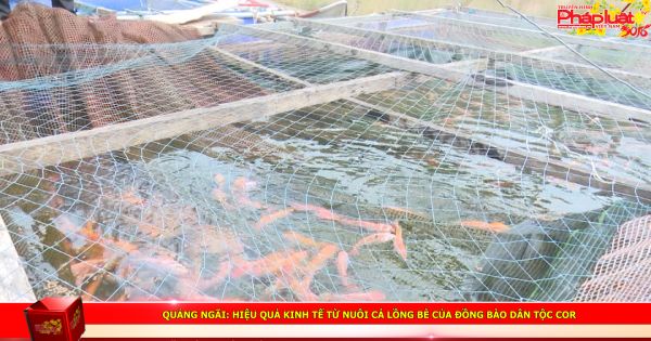 Quảng Ngãi: Hiệu quả kinh tế từ nuôi cá lồng bè của đồng bào dân tộc Cor