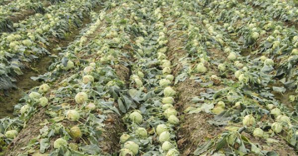 Điểm báo 17/03/2018: Họp khẩn 'giải cứu' nghìn tấn củ cải ế; Hơn 2 triệu ô tô sẽ bị phạt nếu không dán thẻ thu phí tự động