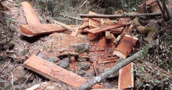 Đắk Lắk: Yêu cầu chủ rừng rà soát toàn bộ diện tích rừng bị phá