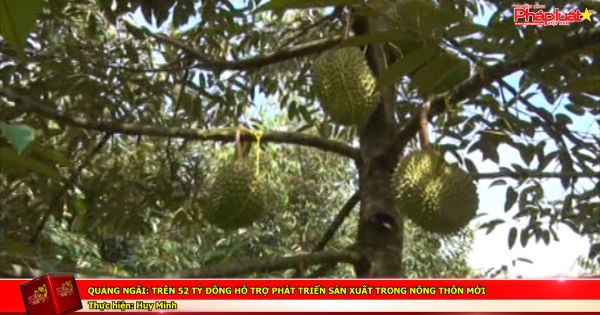 Quảng Ngãi: Trên 52 tỷ đồng hỗ trợ phát triển sản xuất trong nông thôn mới