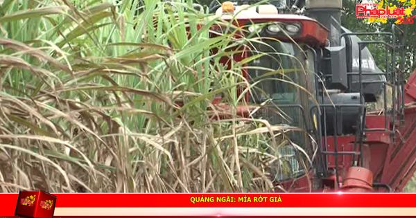 Quảng Ngãi: Mía rớt giá, nông dân trồng mía khốn đốn