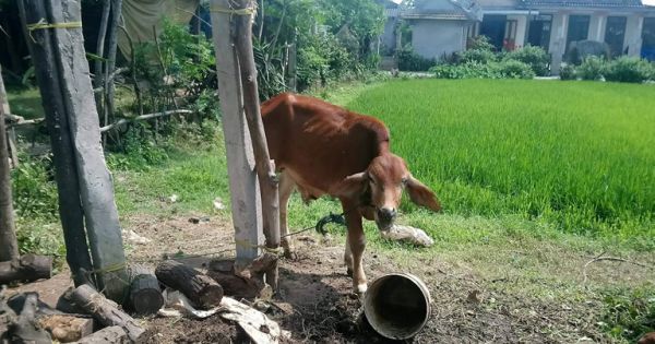 Quảng Trị: Bò chính sách “đi lạc” vào nhà cán bộ và lò mổ