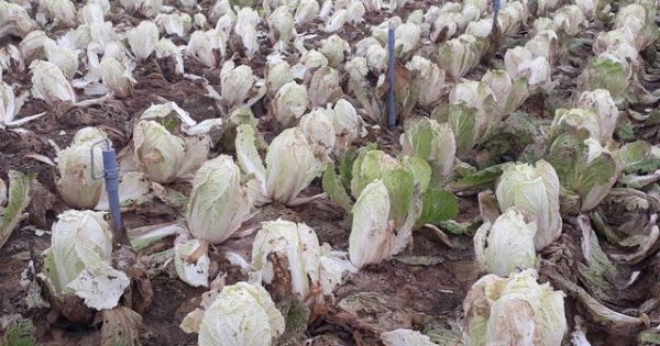 Điểm báo 30/03/2018: Rau củ thối dân đổ đi, Việt Nam vẫn nhập 80 triệu USD; Bitcoin ở gần 'ngưỡng chết'