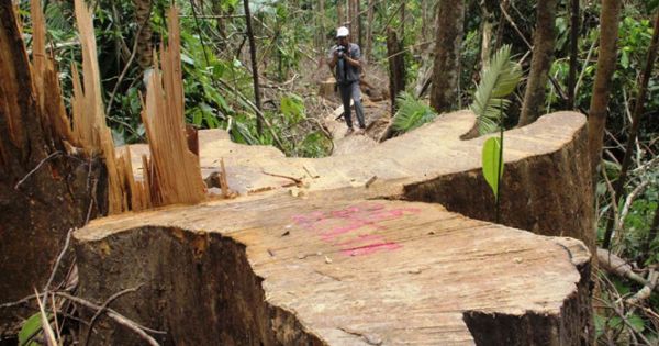 Phá hoại rừng phòng hộ