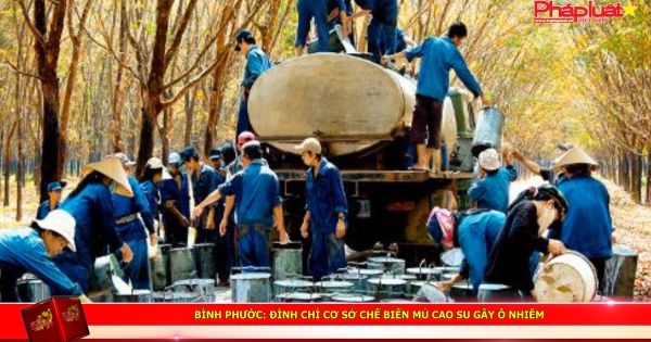 Bình Phước: Đình chỉ cơ sở chế biến mủ cao su gây ô nhiễm