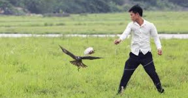 Thuần phục “chúa tể bầu trời”