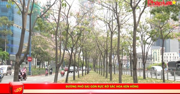 Đường phố Sài Gòn rực rỡ sắc hoa Kèn hồng