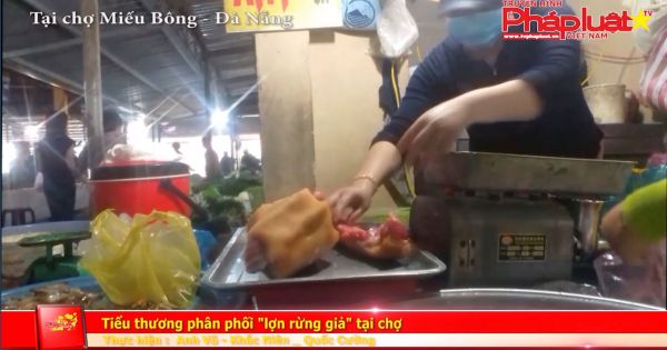 Kỳ II: Quảng Nam: Vạch trần thủ đoạn sản xuất heo rừng giả