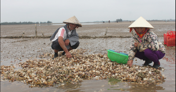 Hà Tĩnh: Người dân điêu đứng vì ngao chết