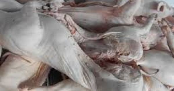 Thừa Thiên Huế: cảnh sát giao thông tịch thu hơn 400kg heo sữa hôi thối