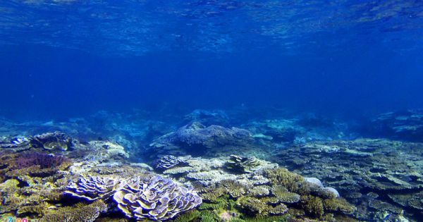 Về Gành Yến ngắm san hô qua làn nước trong vắt