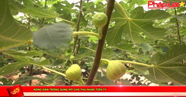 Nông dân trồng sung Mỹ cho thu nhập tiền tỷ