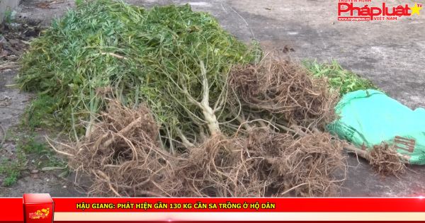Hậu Giang: Phát hiện gần 130 kg cần sa trồng ở hộ dân