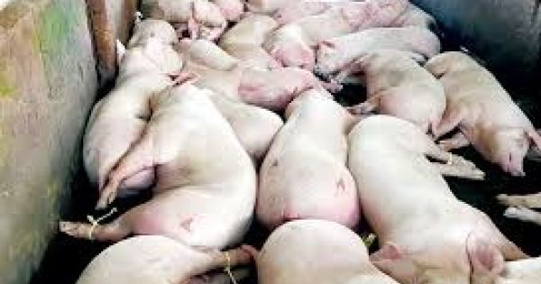 Lấy mẫu xét nghiệm 46 con heo nghi bị tiêm thuốc an thần