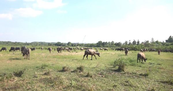 Chăn nuôi “du mục”… giữa Sài Gòn