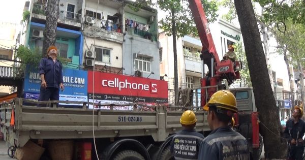 TP HCM: Cắt tỉa cây phòng tránh ngã đổ trong mùa mưa bão