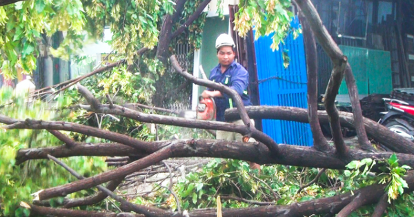 TPHCM: Nhiều nhà dân tốc mái, cây xanh bật gốc sau mưa