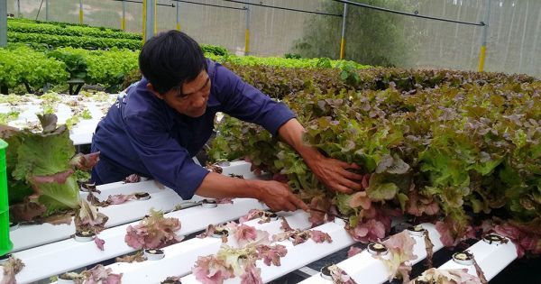 Điểm báo 30/05/2018: Giải cứu nông sản: Trung tâm “cuộc chơi” là nông dân, công nghệ