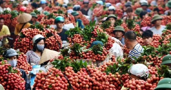 Điểm báo 3/06/2018: Phủ nhận tin đồn “vải thiều phải đổ bỏ xuống sông”