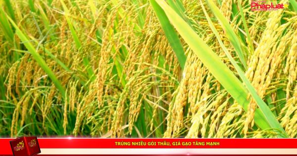 Trúng nhiều gói thầu, giá gạo tăng mạnh