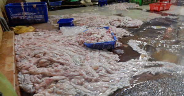 Đồng Nai: Bắt quả tang cơ sở chế biến nội tạng bò dùng chất tẩy trắng