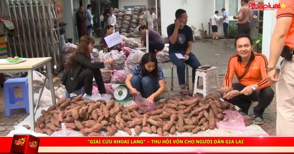 “Giải cứu khoai lang” – Thu hồi vốn cho người dân gia lai