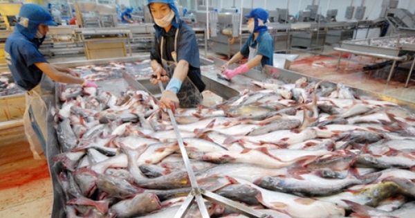 Bình quân mỗi ngày “vua cá tra” lỗ ròng 9 tỷ đồng