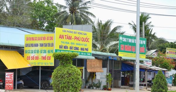 Cò đất đồng loạt rút khỏi Phú Quốc