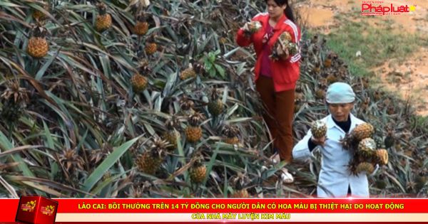 Lào Cai: Bồi thường trên 14 tỷ đồng cho người dân có hoa màu bị thiệt hại do hoạt động của Nhà máy luyện kim màu