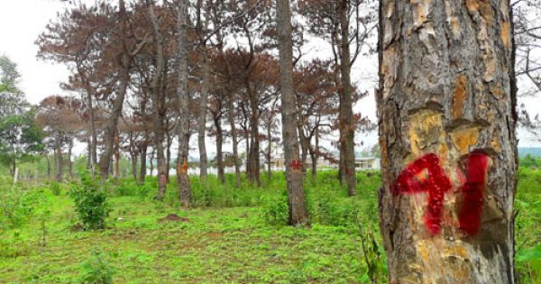 Gia Lai: Khởi tố 4 đối tượng sai phạm tại Ban Quản lý rừng phòng hộ Bắc Biển Hồ