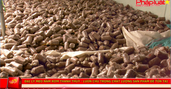 Đại lý meo nấm rơm Thanh Thúy: Luôn chú trọng chất lượng sản phẩm để tồn tại