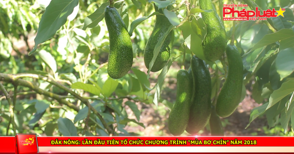 Đắk Nông: Lần đầu tiên tổ chức chương trình “mùa bơ chín” năm 2018