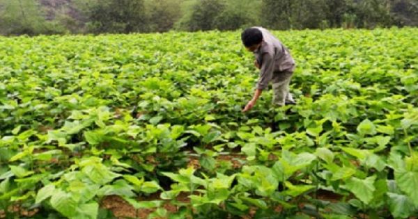 Doanh nghiệp Mỹ chi 50 triệu USD làm tơ tằm xuất khẩu tại Quảng Nam