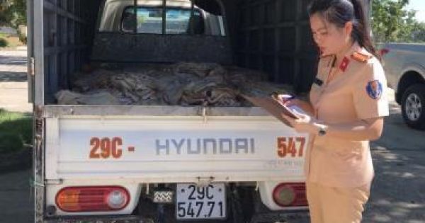 Tạm giữ xe ô tô vận chuyển 1 tấn bì lợn bốc mùi hôi thối