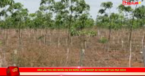 Đắk Lắk thu hồi nhiều dự án nông, lâm nghiệp sử dụng đất sai mục đích
