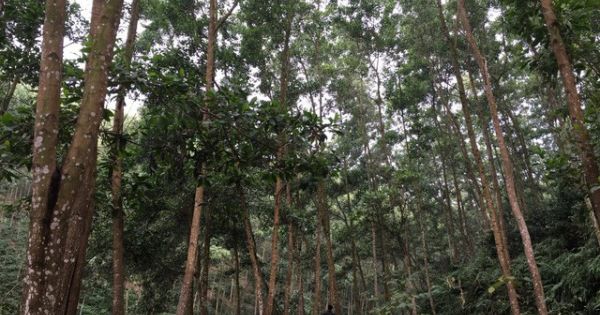 UBND Phú Thọ quyết 