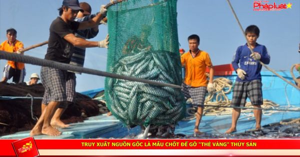 Truy xuất nguồn gốc là mấu chốt để gỡ “thẻ vàng” thủy sản
